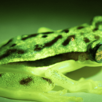 Daily Dive # 059 | The Secret World of Biofluorescent Frogs